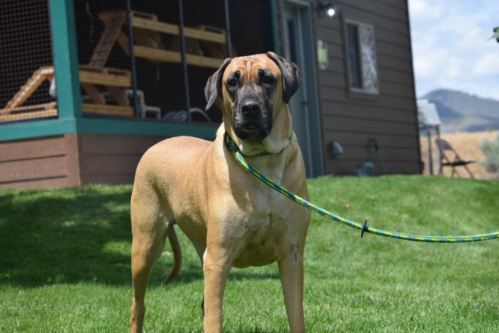 Enlarge Peanut, a Adoptable mixed breed in Salmon, ID image 1/2