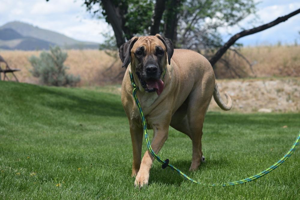 Enlarge Peanut, a Adoptable mixed breed in Salmon, ID image 2/2