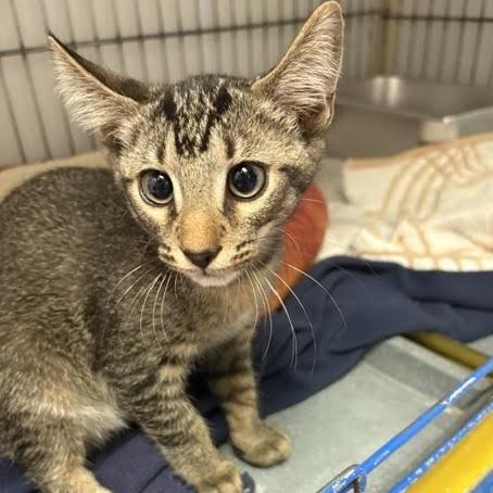 Mozzerella, Adoptable, Kitten Male Domestic Short Hair.
