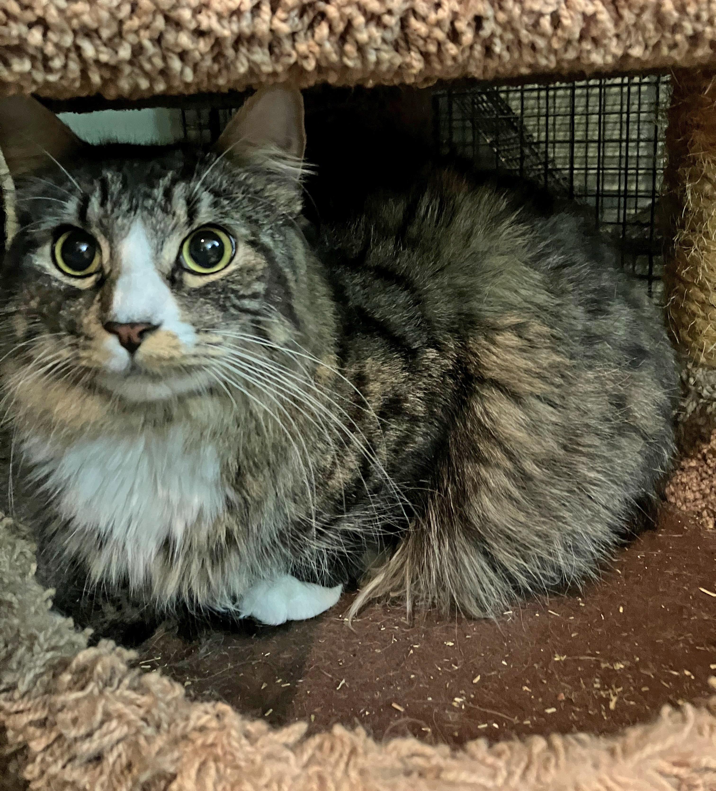 Enlarge Max, a Adoptable Domestic Long Hair in East Brunswick, NJ image 4/5