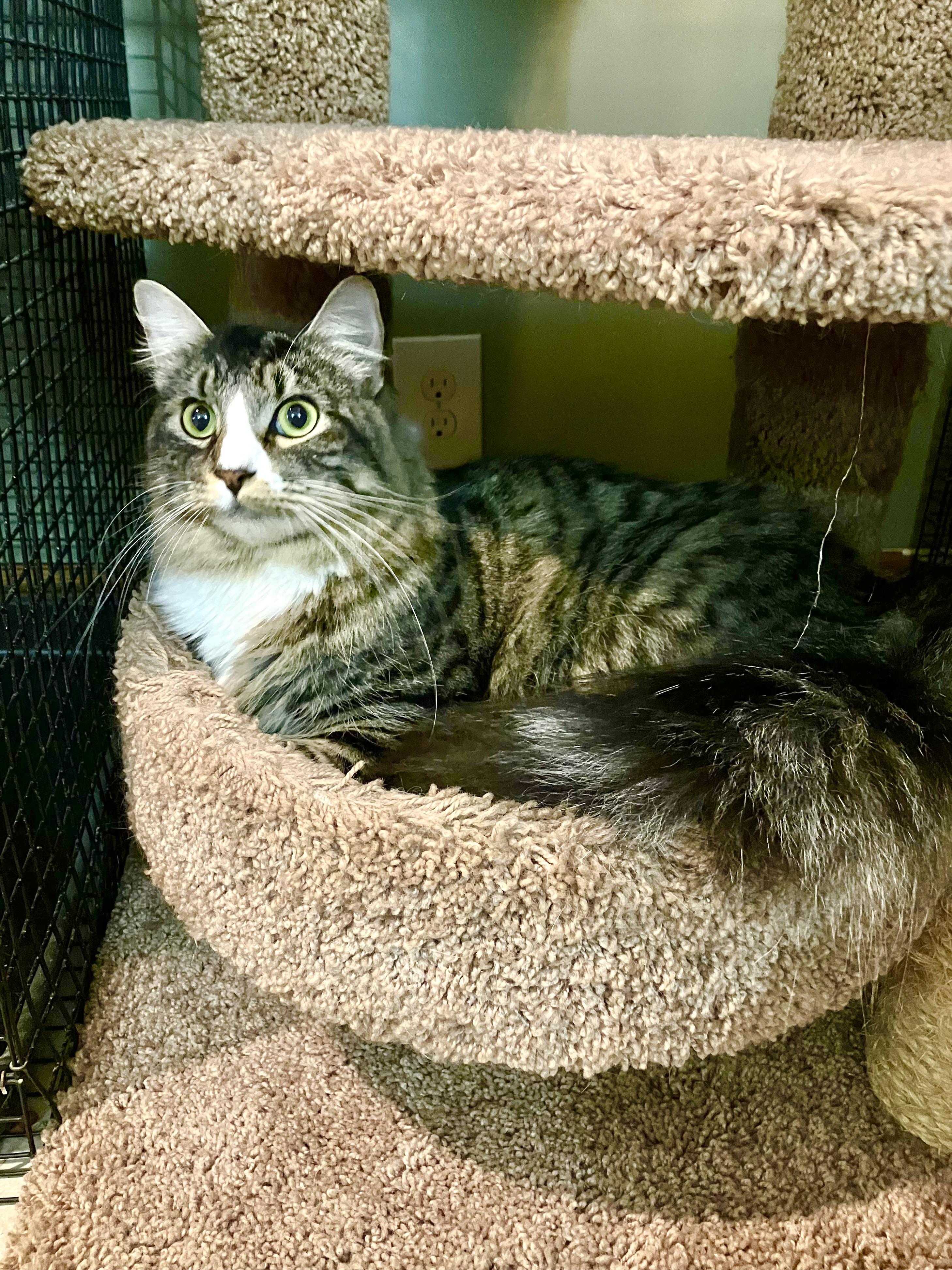 Enlarge Max, a Adoptable Domestic Long Hair in East Brunswick, NJ image 1/5