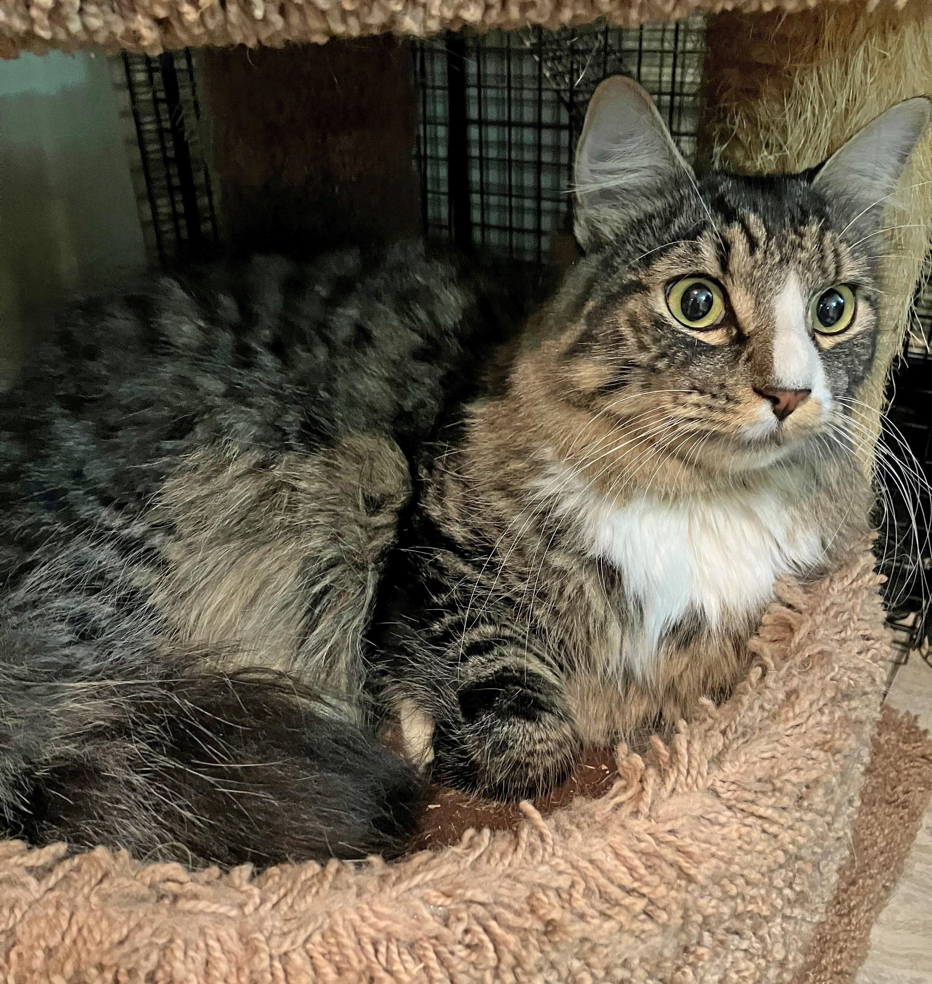 Enlarge Max, a Adoptable Domestic Long Hair in East Brunswick, NJ image 5/5