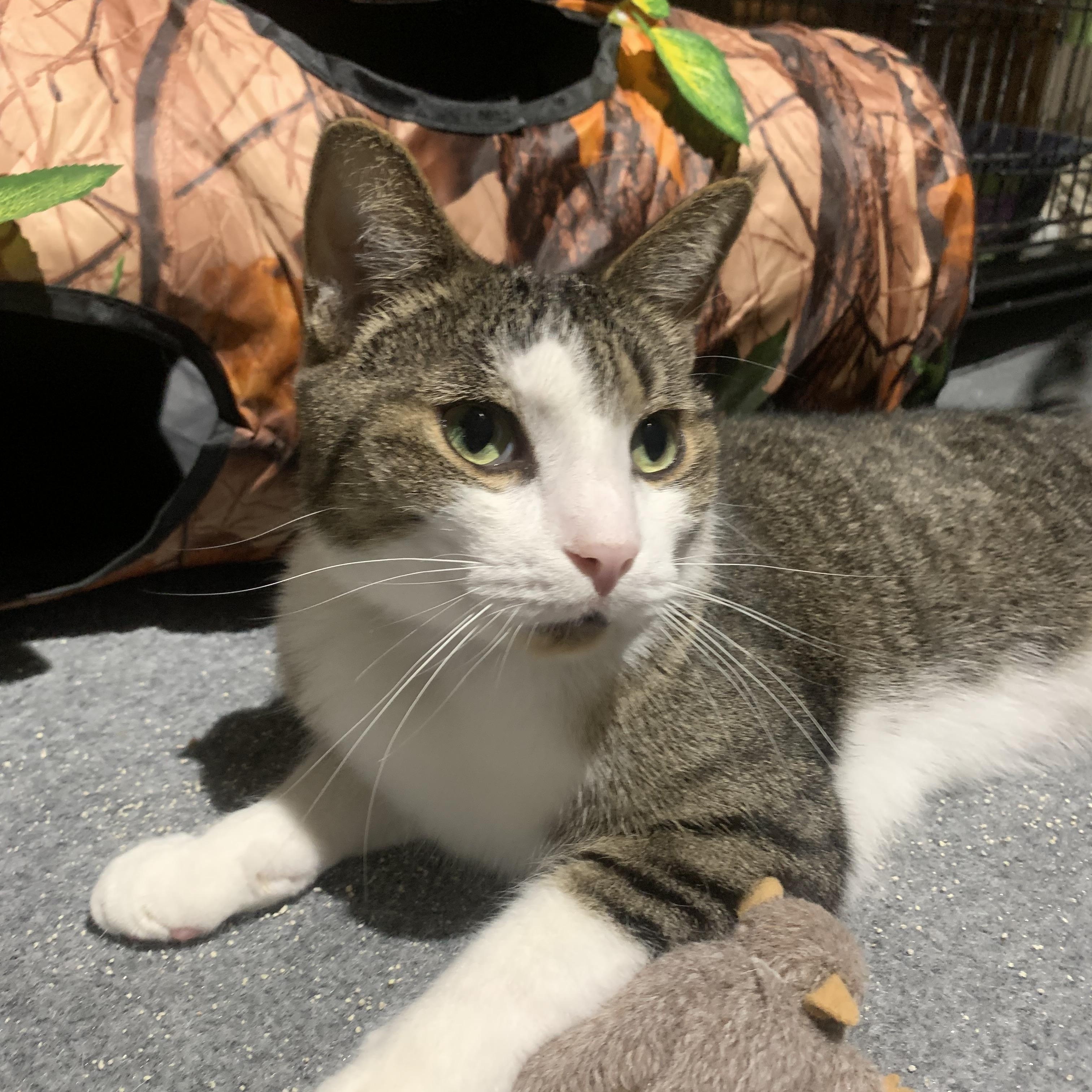 Sirachi “Sir”, Adoptable, Adult Male Domestic Short Hair.