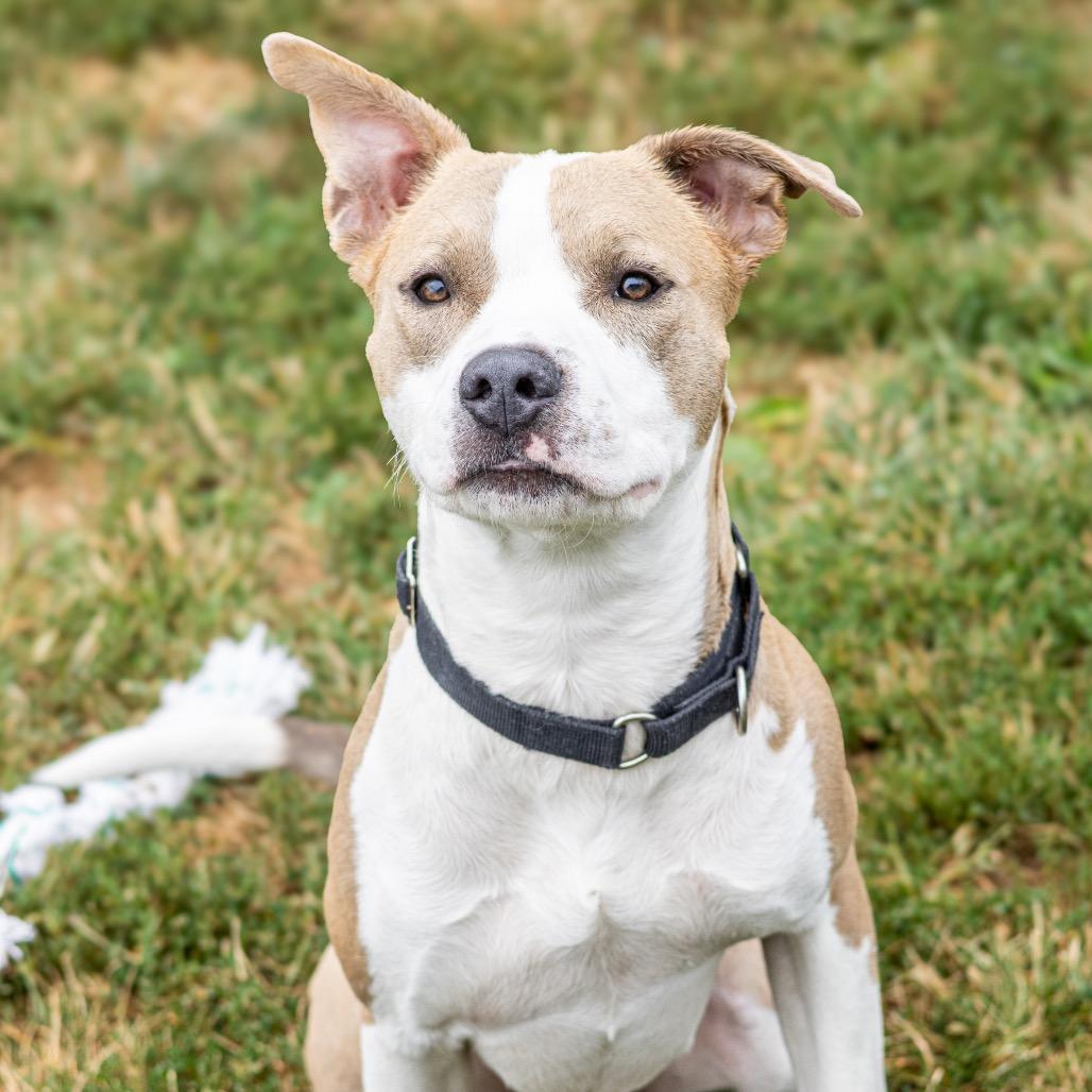 Enlarge Garrett, a Adoptable mixed breed in Wilmington, DE image 1/6