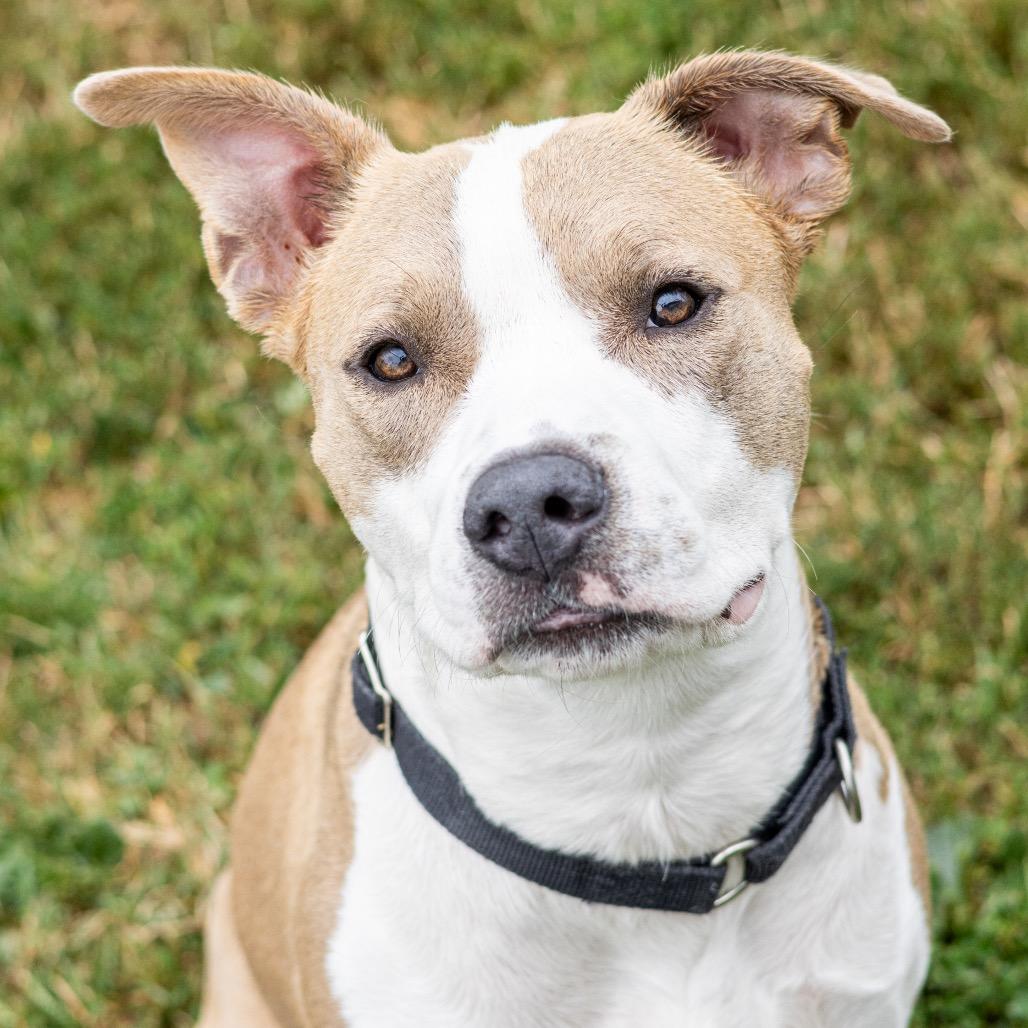 Enlarge Garrett, a Adoptable mixed breed in Wilmington, DE image 2/6