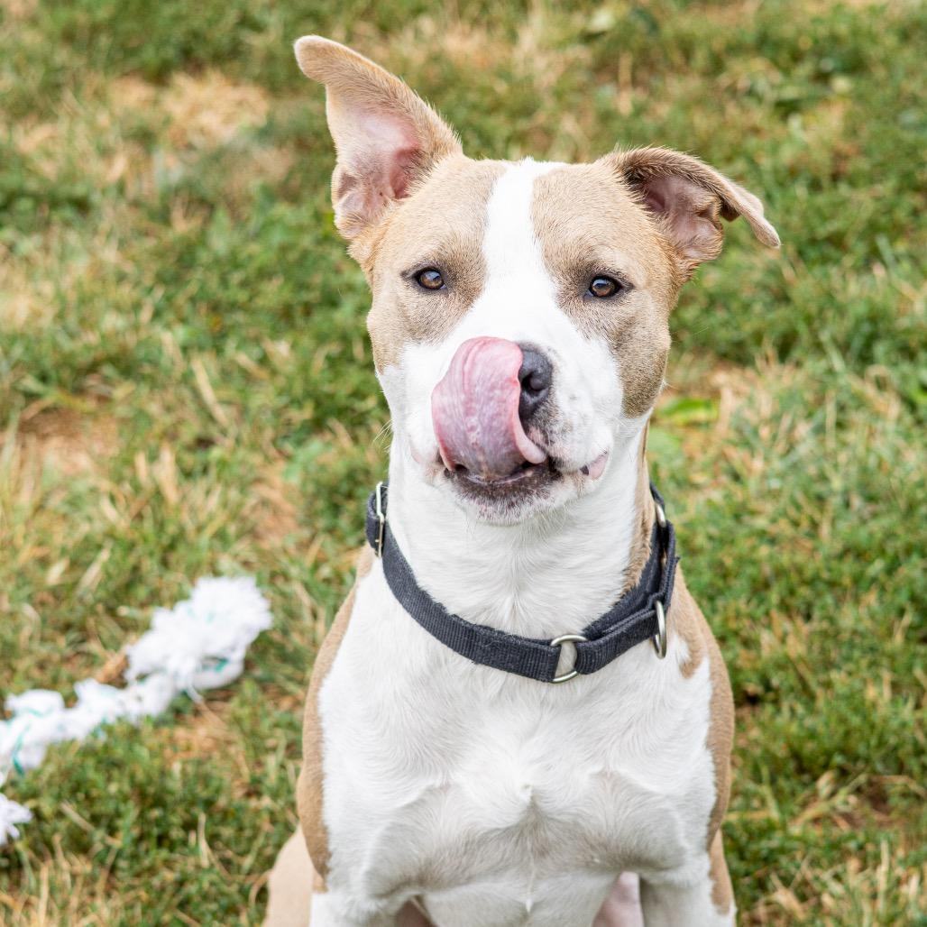 Enlarge Garrett, a Adoptable mixed breed in Wilmington, DE image 3/6