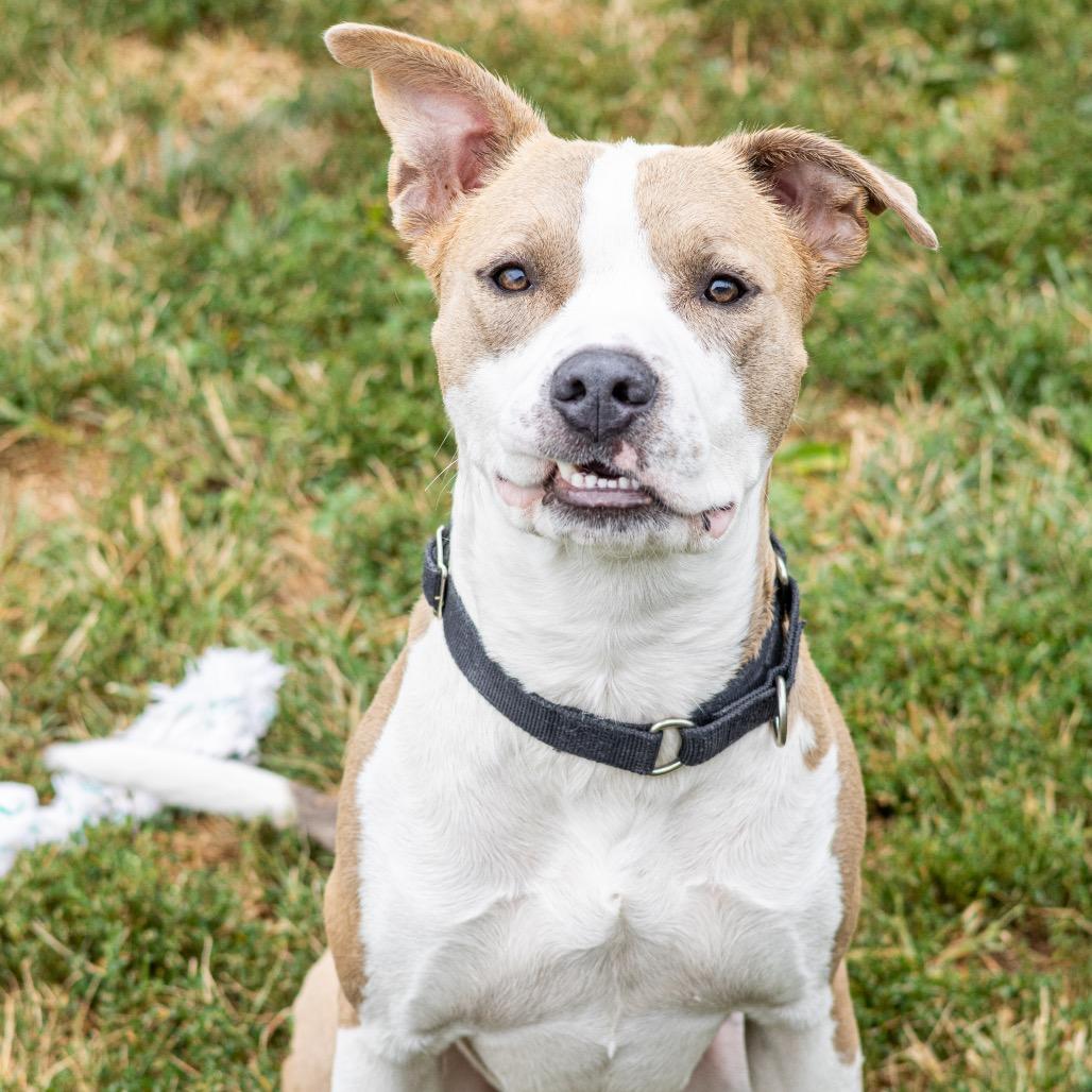 Enlarge Garrett, a Adoptable mixed breed in Wilmington, DE image 5/6