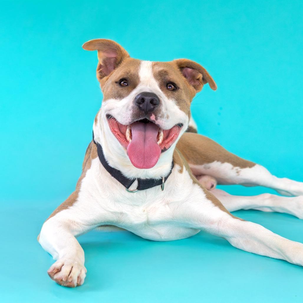 Enlarge Garrett, a Adoptable mixed breed in Wilmington, DE image 6/6