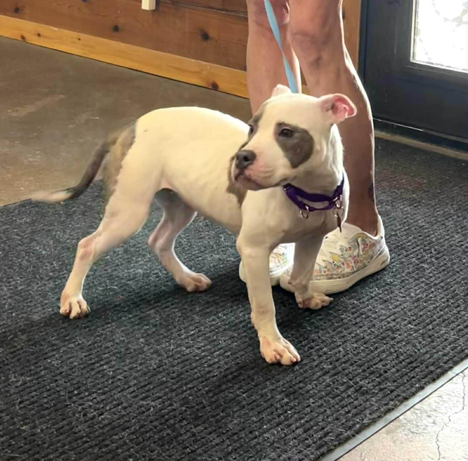 Enlarge Bellie, an adopted mixed breed in Itasca, TX image 1/3