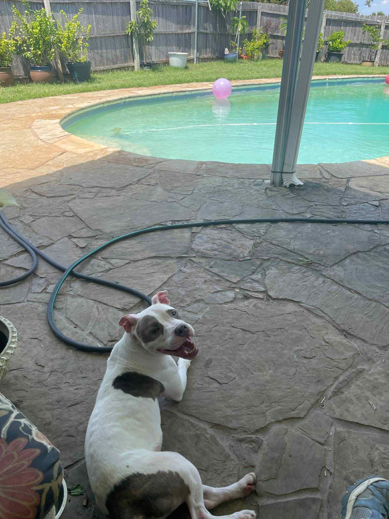 Enlarge Bellie, an adopted mixed breed in Itasca, TX image 3/3