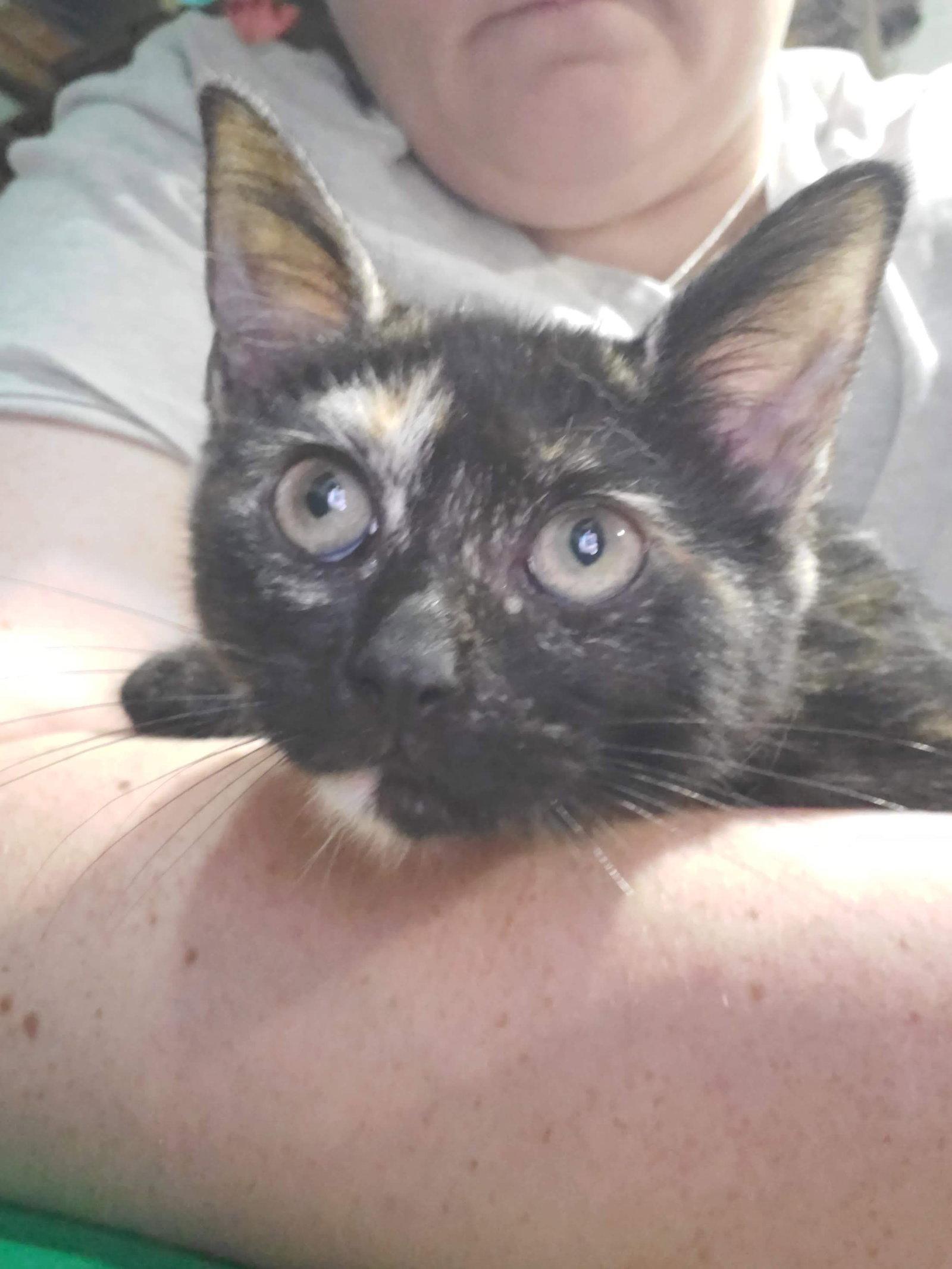 Enlarge Twiggy, a Adoptable mixed breed in Flushing, NY image 2/3