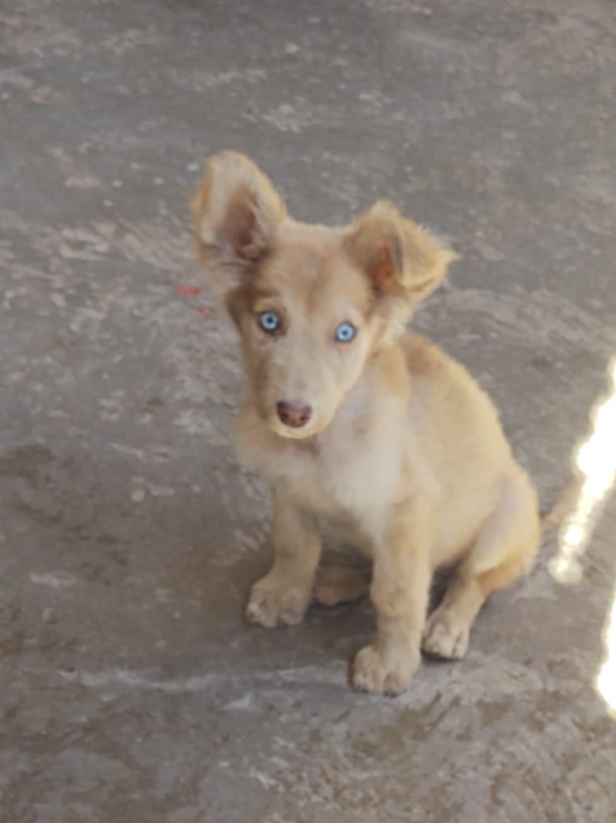 RANDY, Adopted, Puppy Male Shepherd.