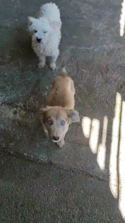 Enlarge RANDY, a Adopted Shepherd in Nogales, SON video 2/2