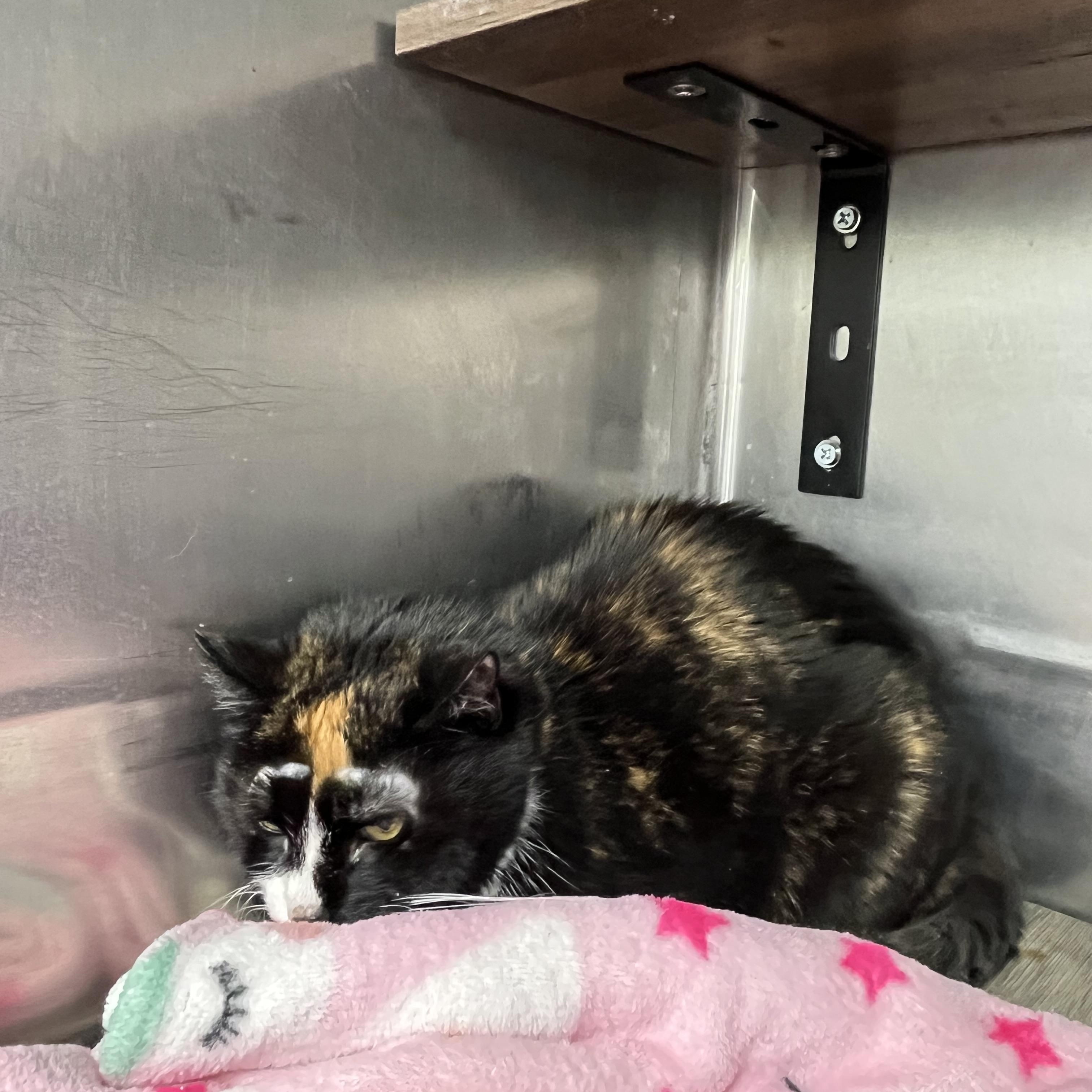 Enlarge Katie, an adoptable Tortoiseshell in Pompton Plains, NJ image 2/2