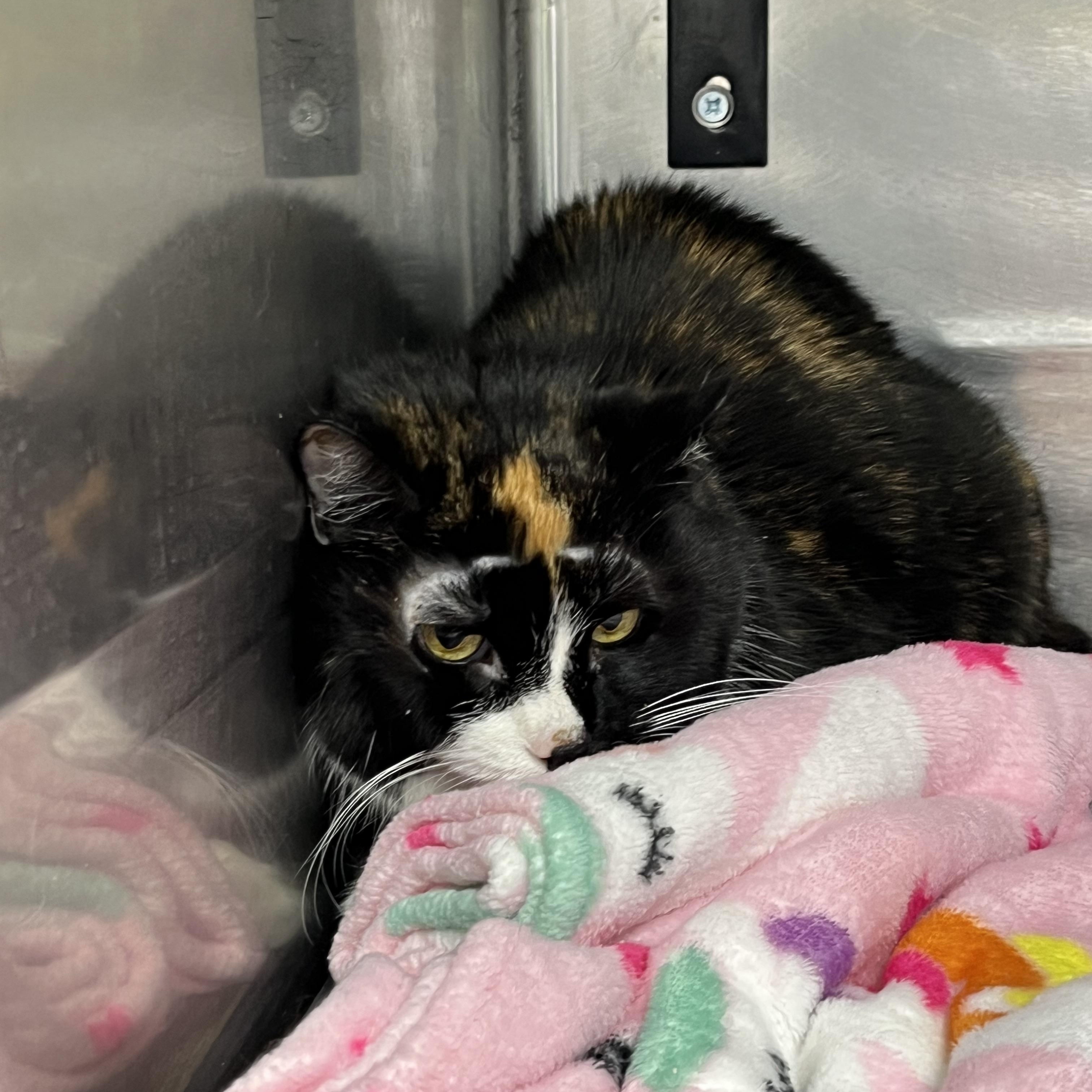 Enlarge Katie, an adoptable Tortoiseshell in Pompton Plains, NJ image 1/2