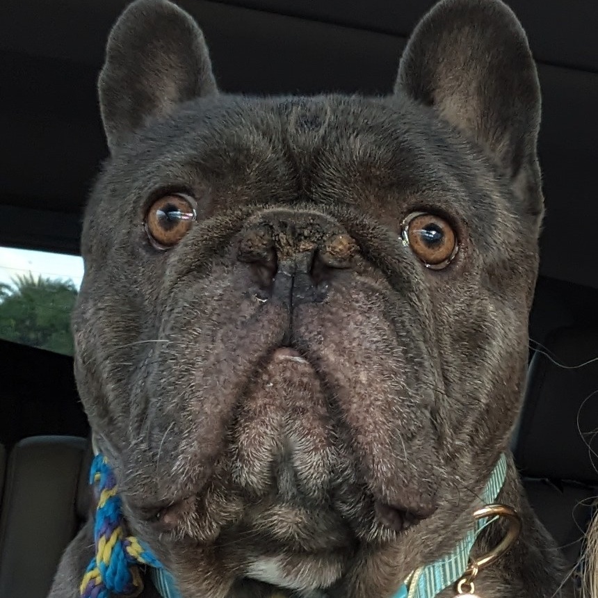 Enlarge Handsome Chance, a Adoptable French Bulldog in Fort Lauderdale, FL image 3/5