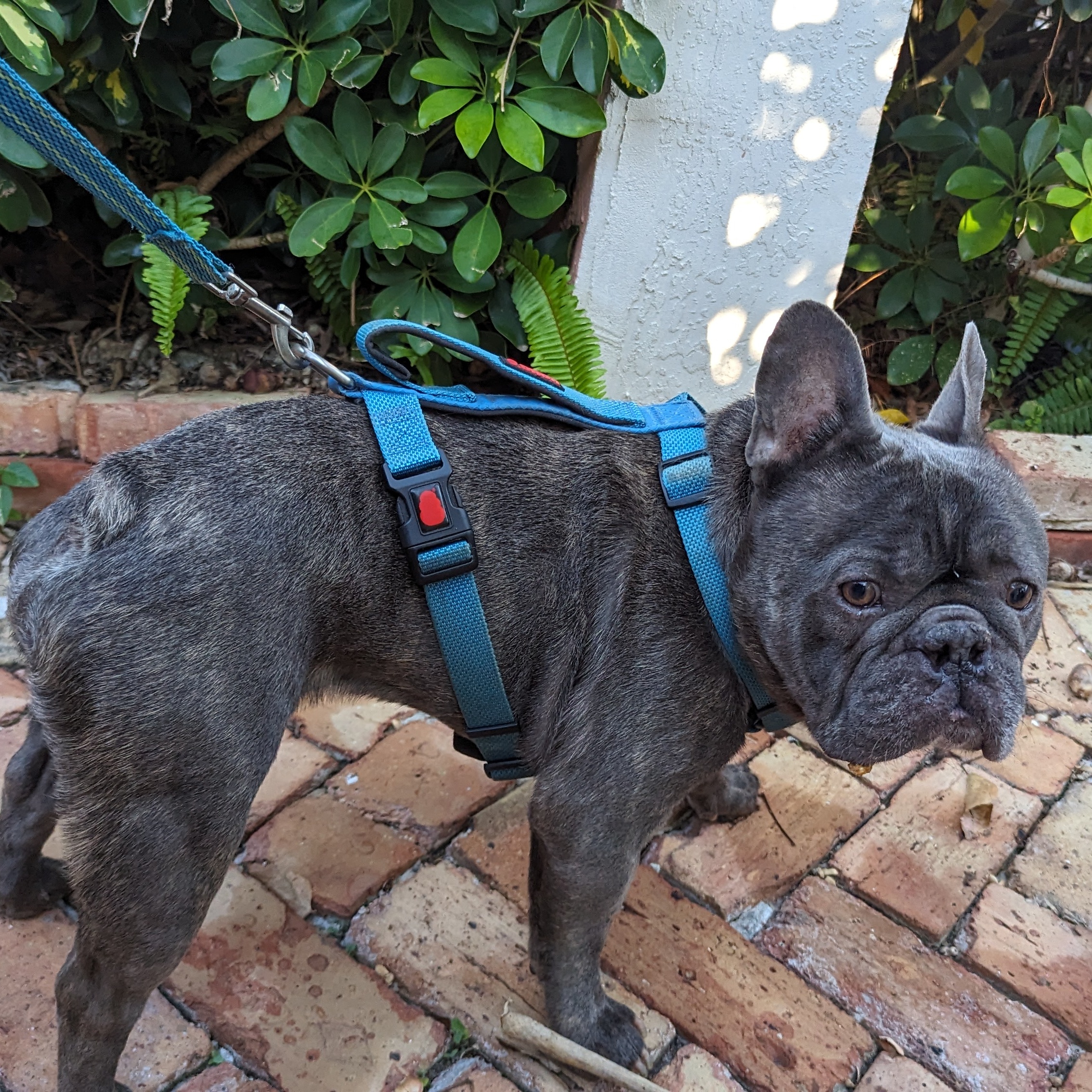 Enlarge Handsome Chance, a Adoptable French Bulldog in Fort Lauderdale, FL image 4/5