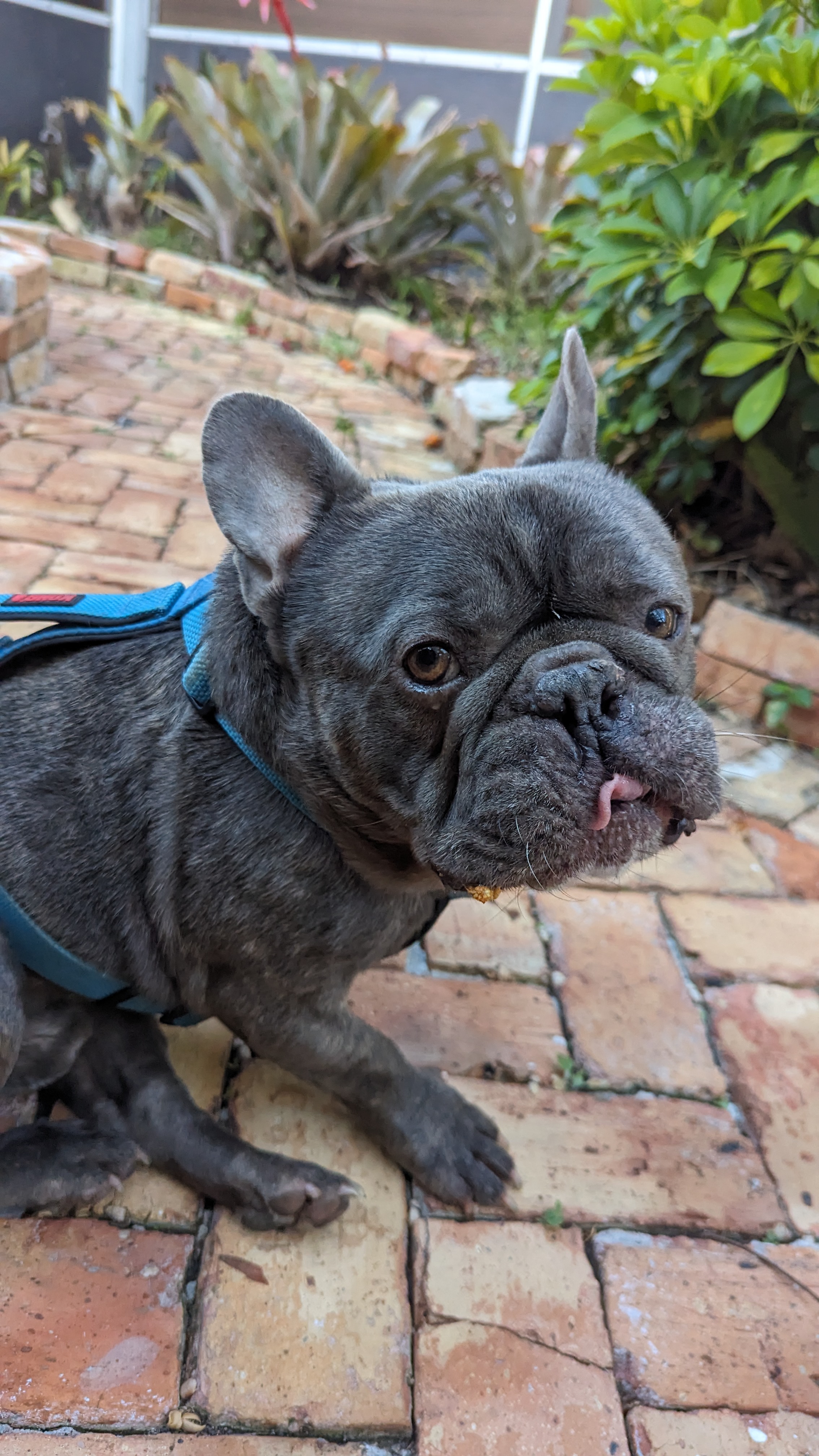 Enlarge Handsome Chance, a Adoptable French Bulldog in Fort Lauderdale, FL image 2/5