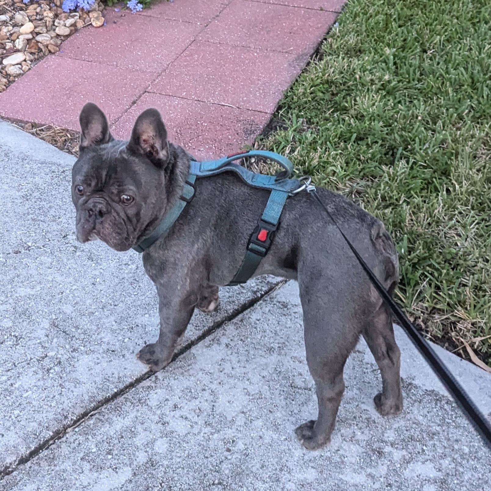 Enlarge Handsome Chance, a Adoptable French Bulldog in Fort Lauderdale, FL image 1/5