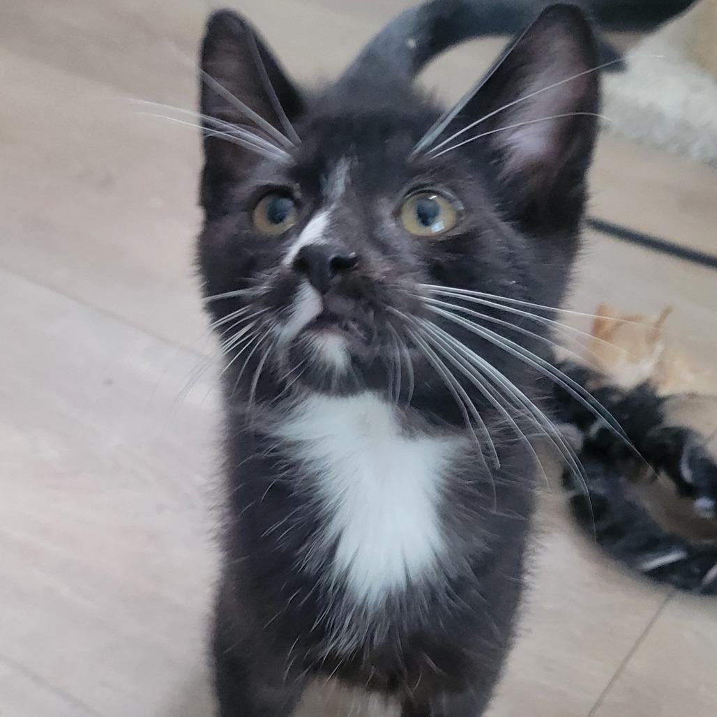 Enlarge Teddy, a Adoptable Domestic Short Hair in Portage, MI image 1/5