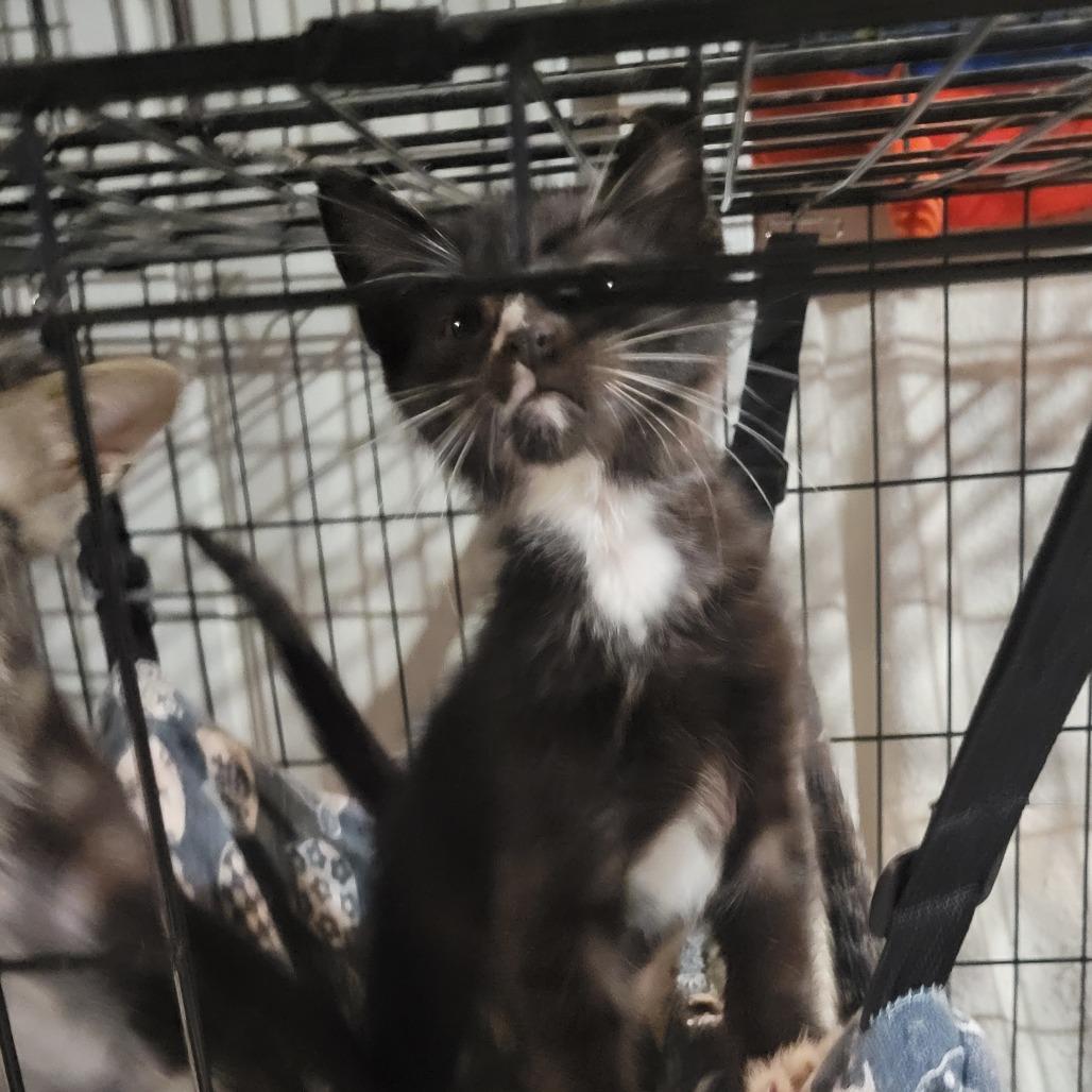 Enlarge Teddy, a Adoptable Domestic Short Hair in Portage, MI image 3/5