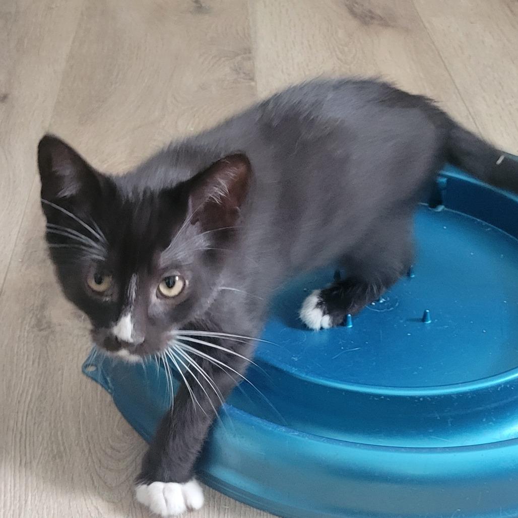 Enlarge Teddy, a Adoptable Domestic Short Hair in Portage, MI image 4/5