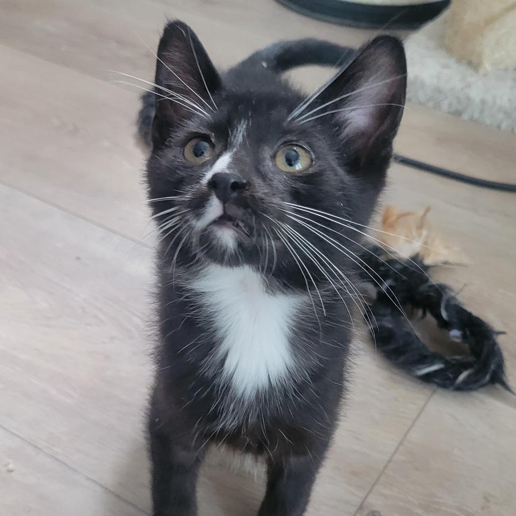 Enlarge Teddy, a Adoptable Domestic Short Hair in Portage, MI image 5/5