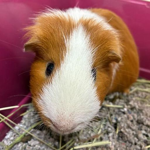 Enlarge Vulpix, a Adoptable Guinea Pig in Dayton, OH image 1/4