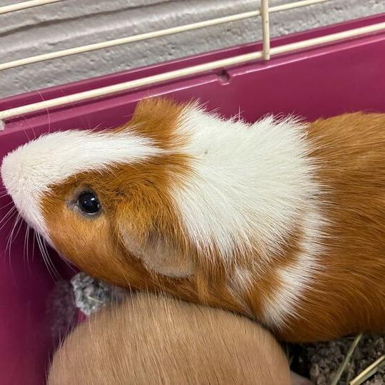 Enlarge Vulpix, a Adoptable Guinea Pig in Dayton, OH image 2/4