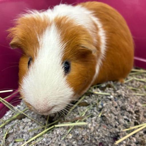 Enlarge Vulpix, a Adoptable Guinea Pig in Dayton, OH image 3/4