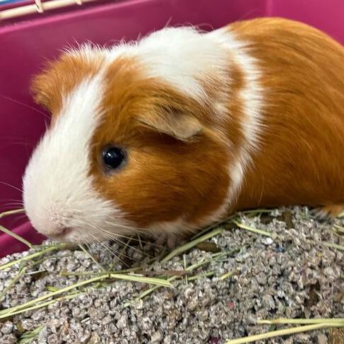 Enlarge Vulpix, a Adoptable Guinea Pig in Dayton, OH image 4/4