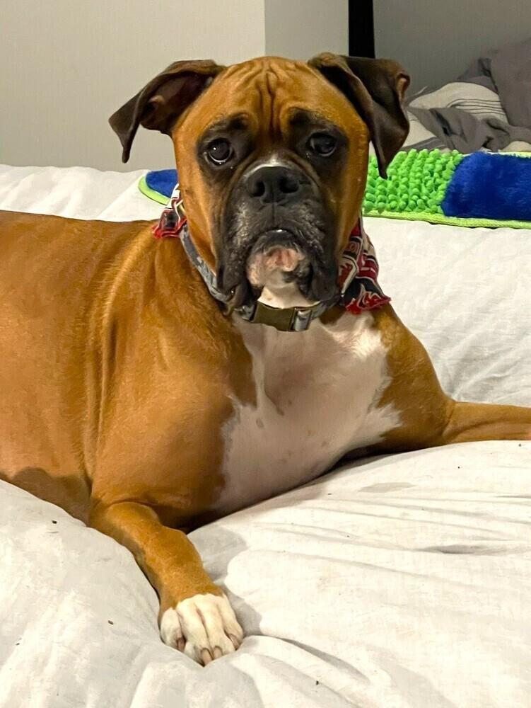 Dutchess II - ABR Return, Adoptable, Senior Female Boxer.