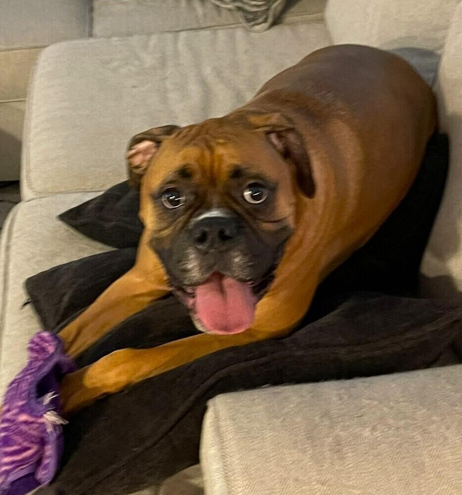 Dutchess II - ABR Return, a Adoptable Boxer in Hewitt, TX image 2/6