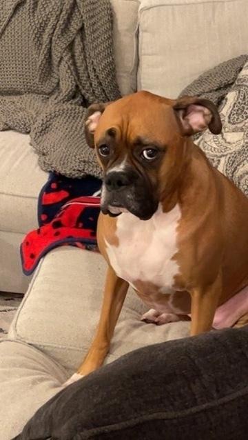 Dutchess II - ABR Return, a Adoptable Boxer in Hewitt, TX image 3/6