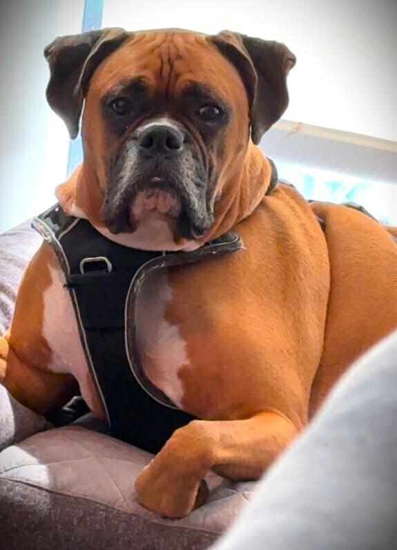 Dutchess II - ABR Return, a Adoptable Boxer in Hewitt, TX image 4/6