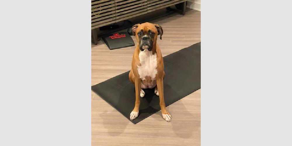 Dutchess II - ABR Return, a Adoptable Boxer in Hewitt, TX image 5/6