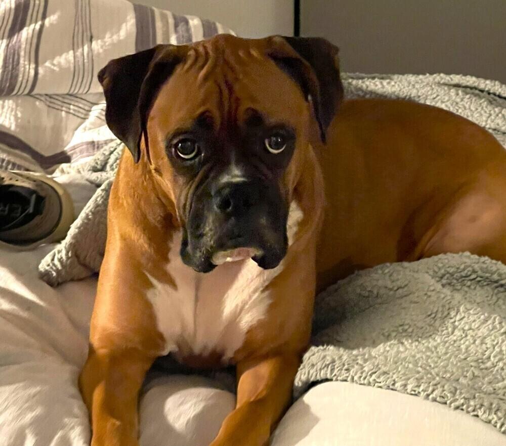 Dutchess II - ABR Return, a Adoptable Boxer in Hewitt, TX image 6/6