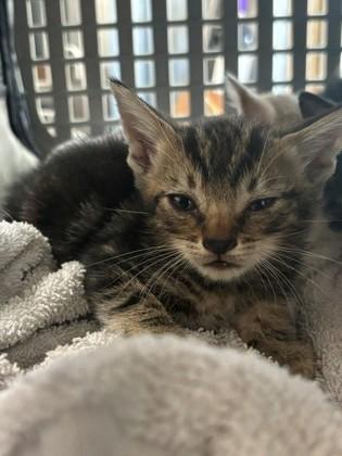 Enlarge Bayou, a Adoptable mixed breed in Port Allen, LA image 1/1