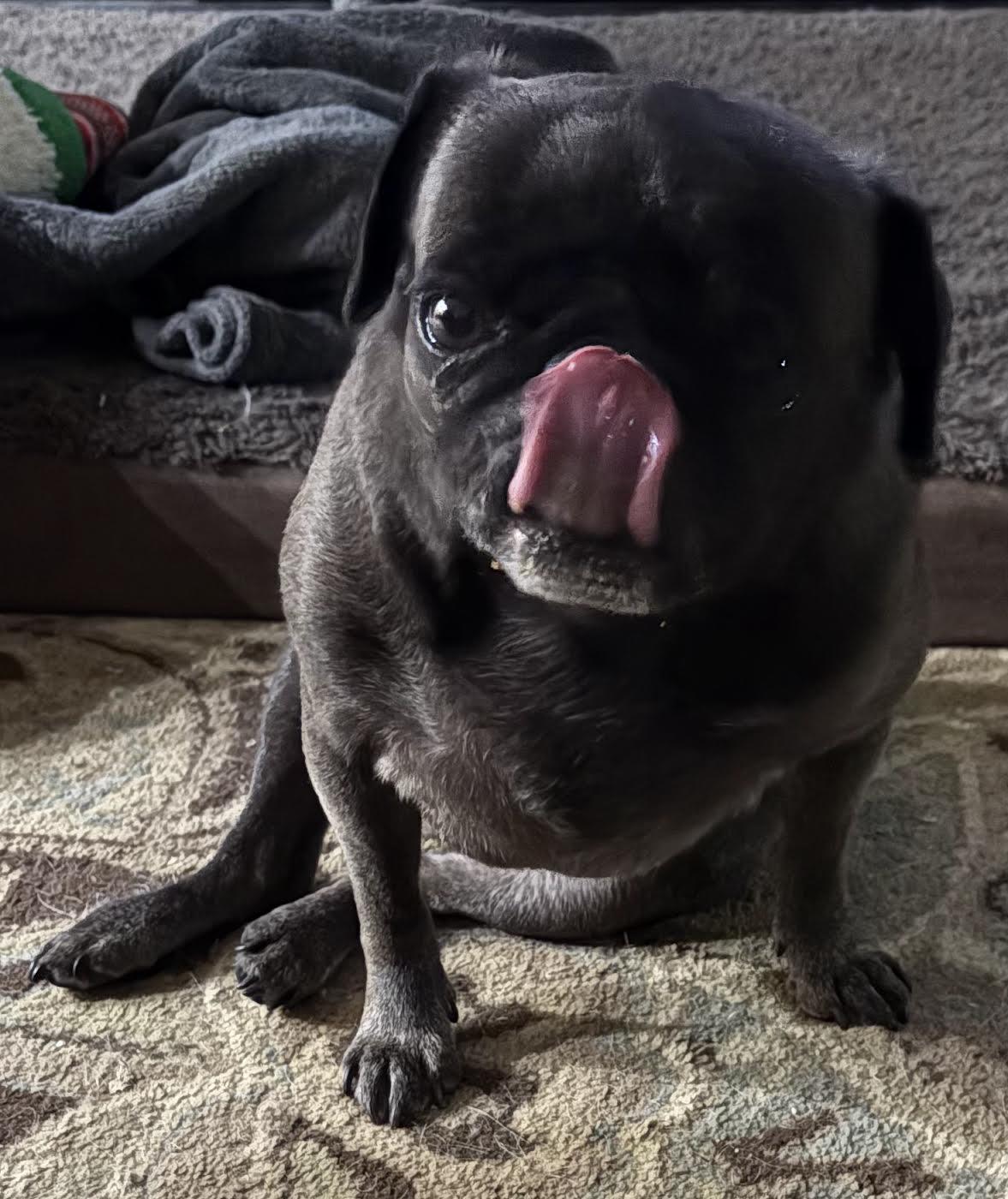 Enlarge Molly, an adopted Pug in Sudbury, MA image 2/4