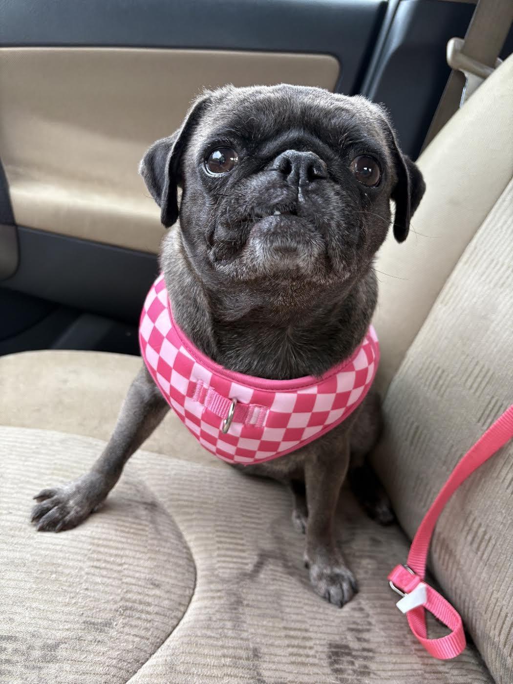 Molly, adopted, Young Female Pug.