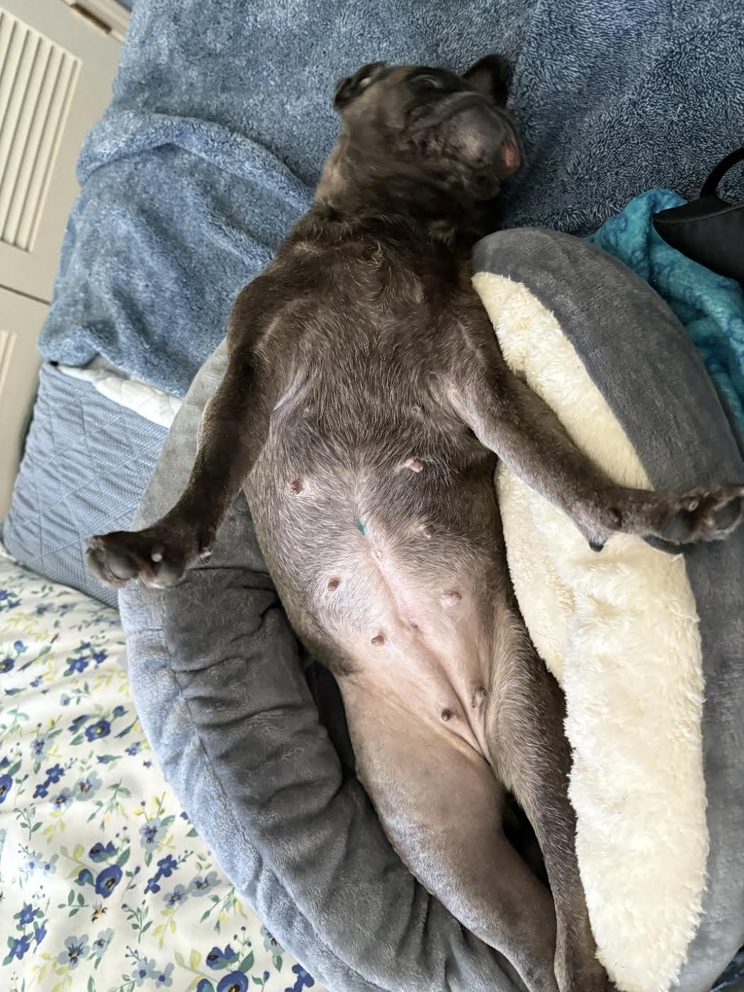 Enlarge Molly, an adopted Pug in Sudbury, MA image 3/4