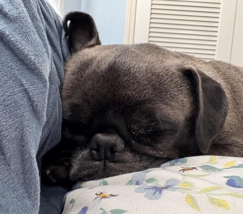 Enlarge Molly, an adopted Pug in Sudbury, MA image 4/4