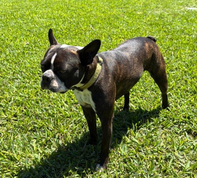 Enlarge Buster, a Adopted Boston Terrier in Van Vleck, TX image 1/3