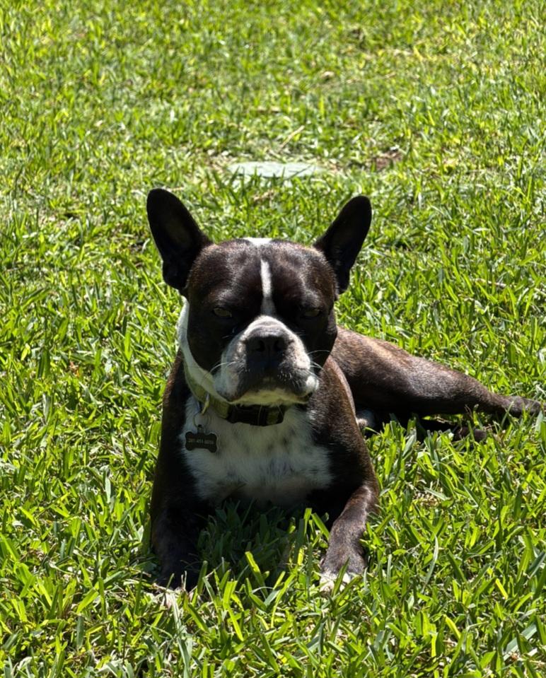 Enlarge Buster, a Adopted Boston Terrier in Van Vleck, TX image 2/3