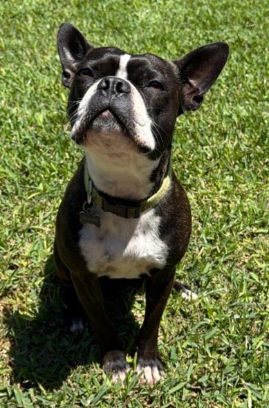 Enlarge Buster, a Adopted Boston Terrier in Van Vleck, TX image 3/3