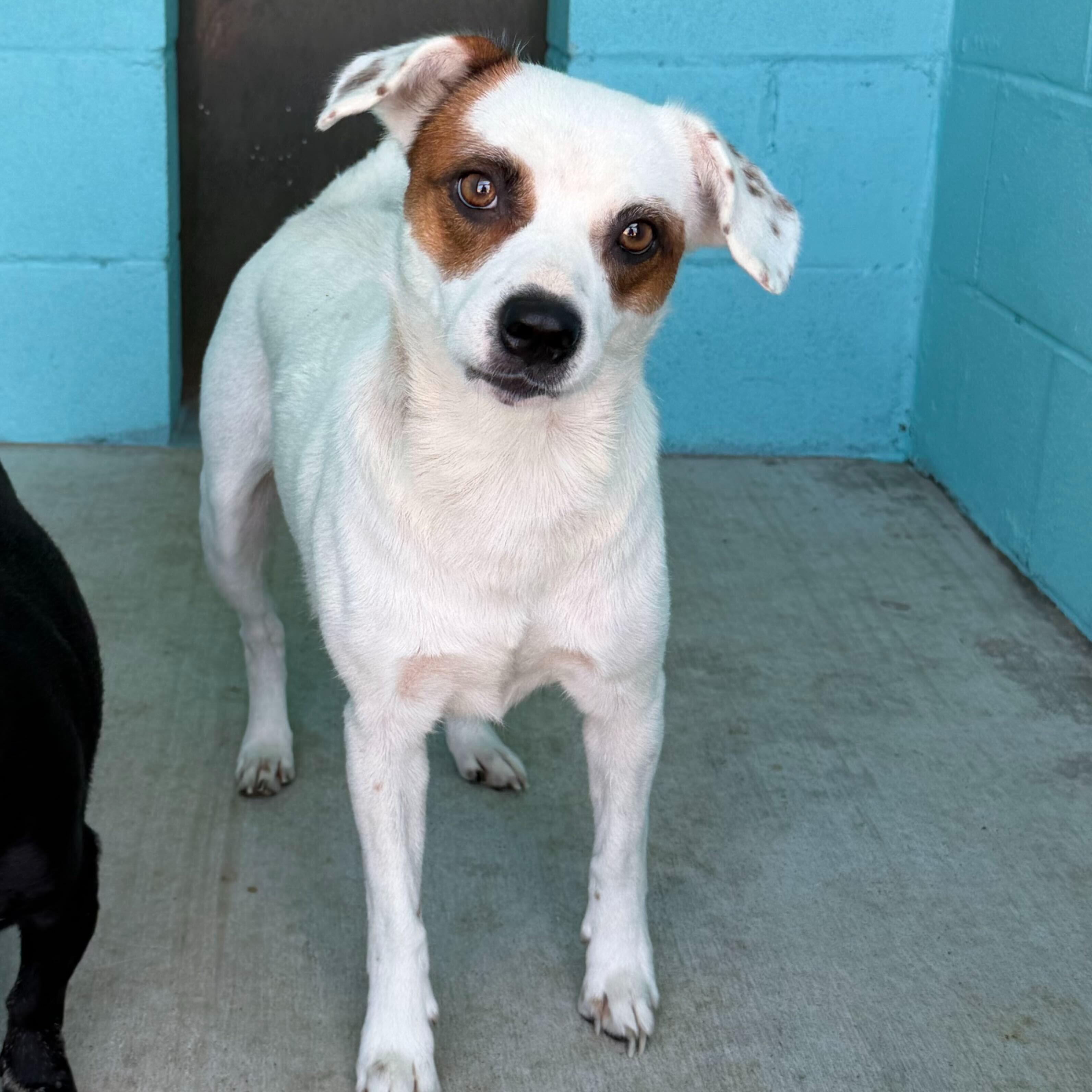 Skyla, Adoptable, Young Female Jack Russell Terrier.