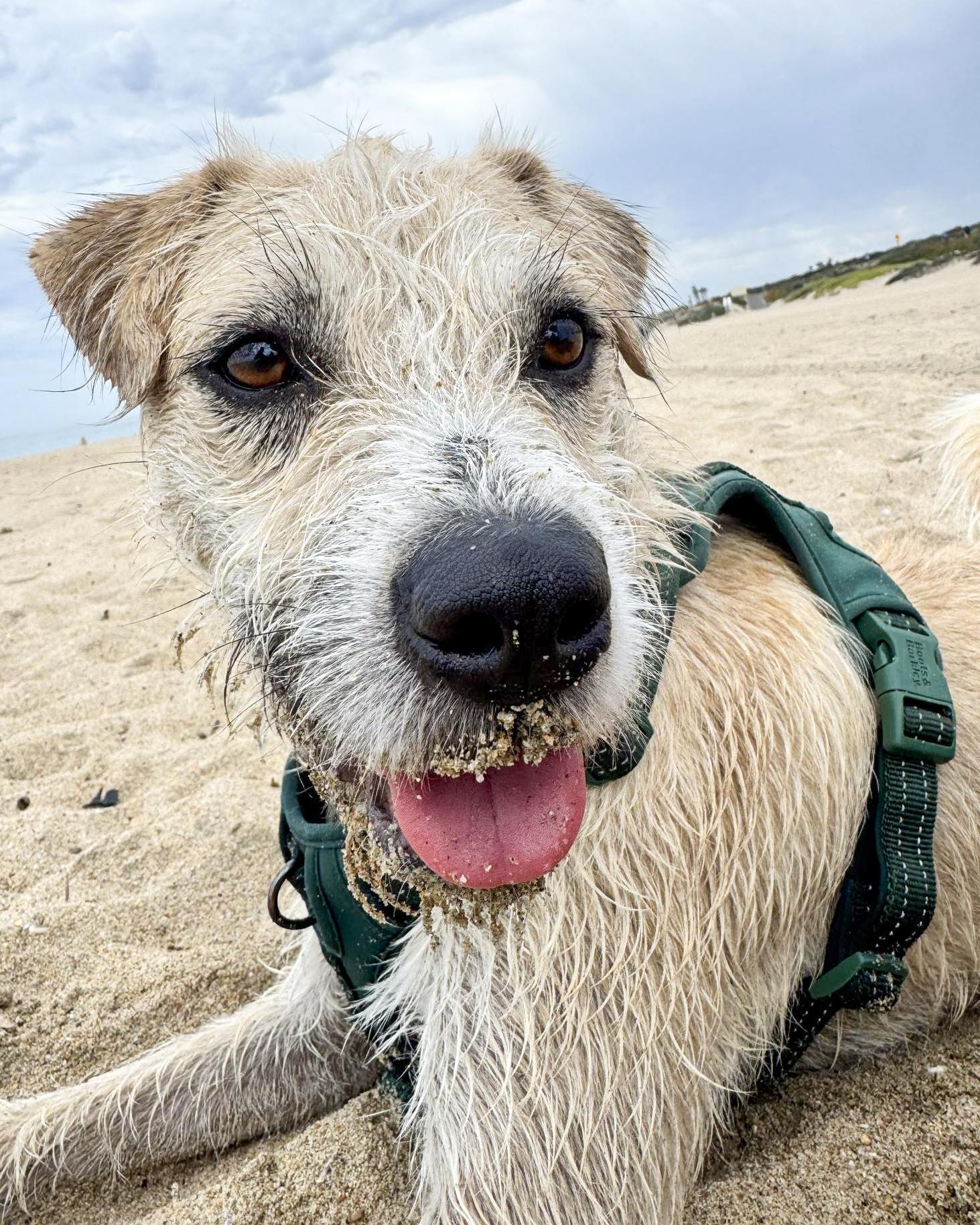 Enlarge Luka, a Adopted mixed breed in Corona, CA image 2/3