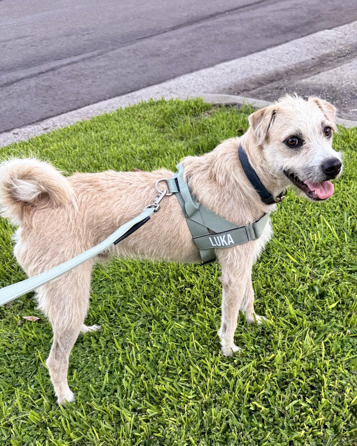 Enlarge Luka, a Adopted mixed breed in Corona, CA image 3/3