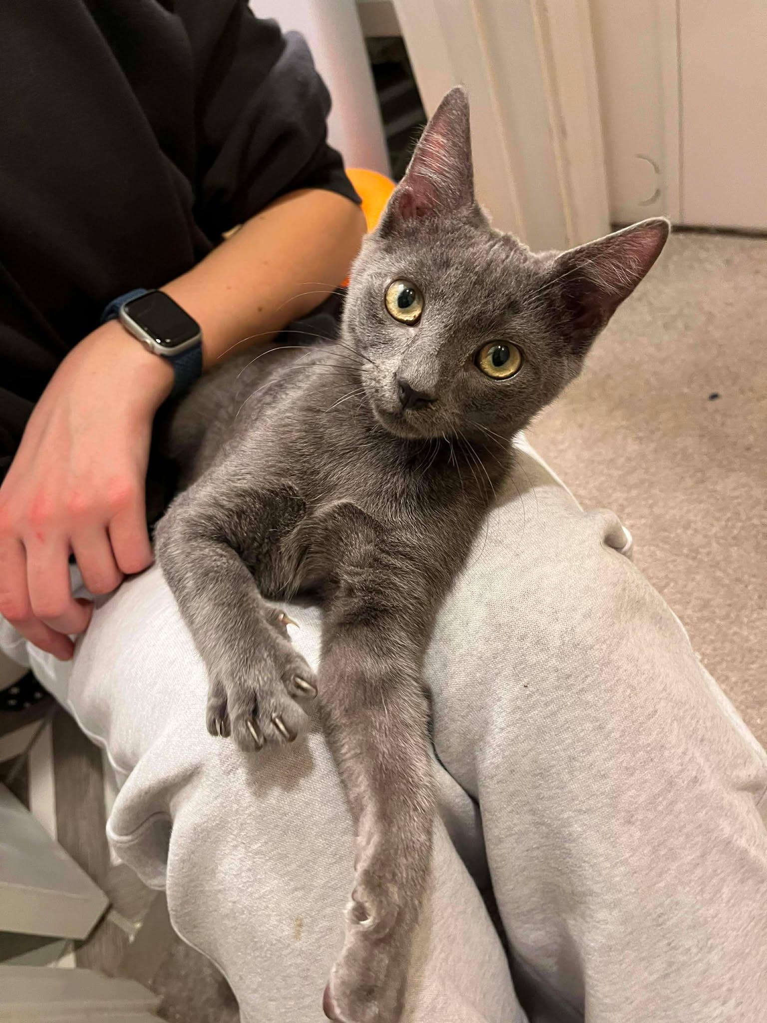 Enlarge Ash AND Smokey, a Adopted Domestic Short Hair in Gonic, NH image 1/3