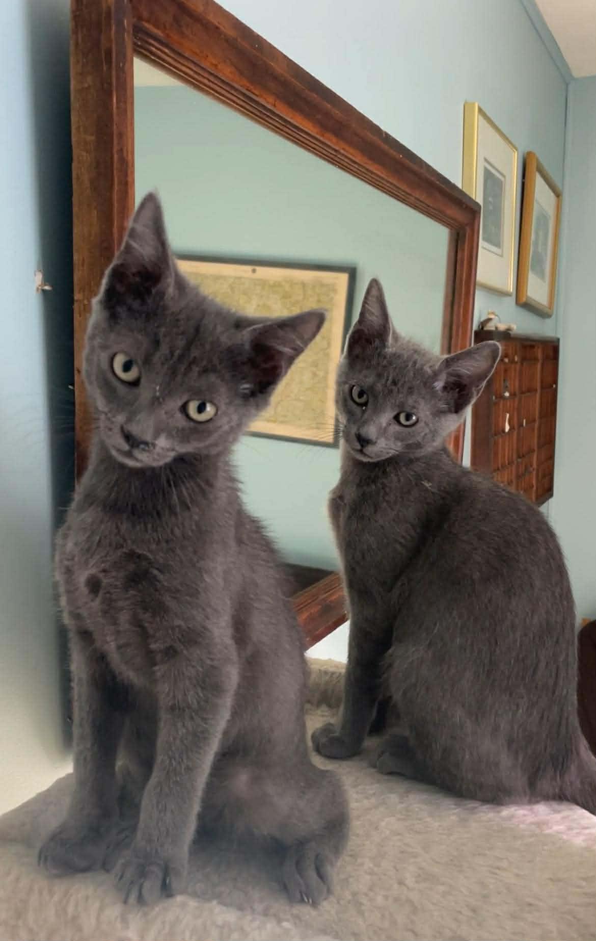 Enlarge Ash AND Smokey, a Adopted Domestic Short Hair in Gonic, NH image 2/3